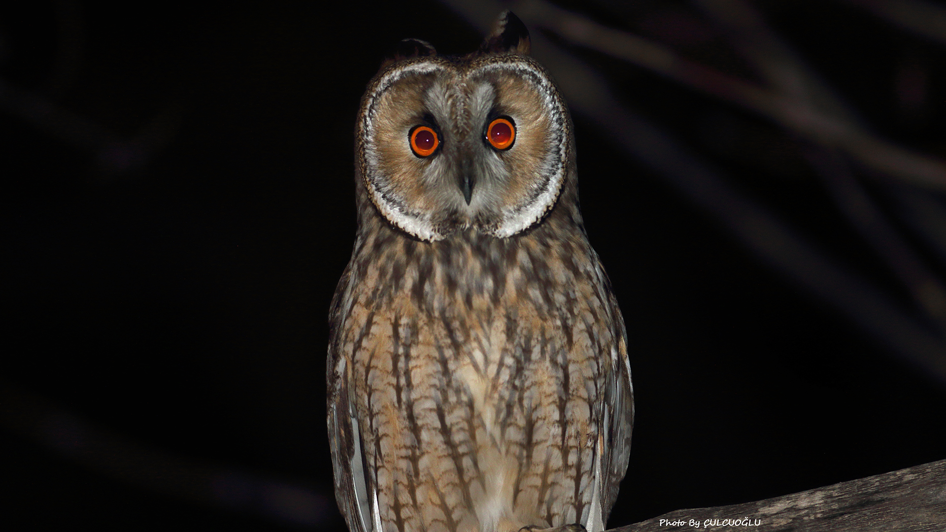 Long-eared Owl